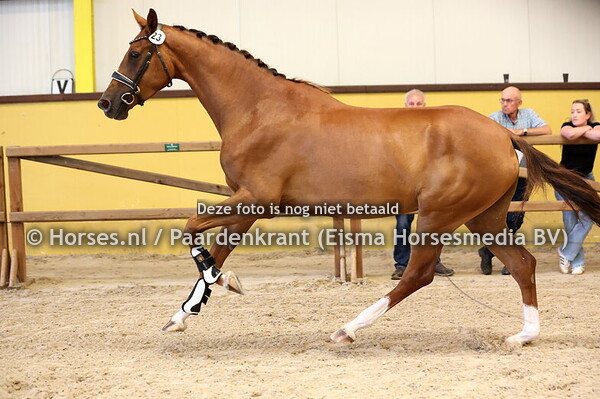 23 Really Special (Ferguson x I'm Special v.Wynton)