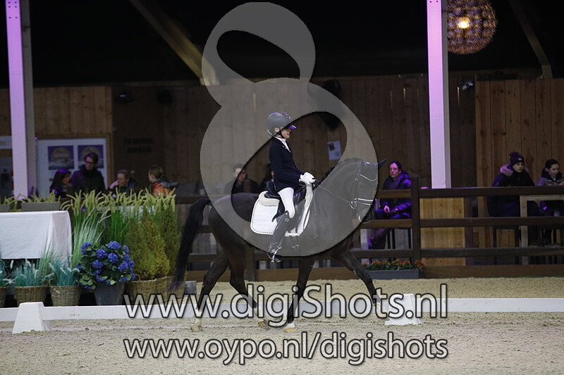 King Stayerhof's Jango