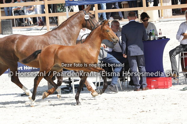 186 Terance (Henkie x Distance v. Laurentz)