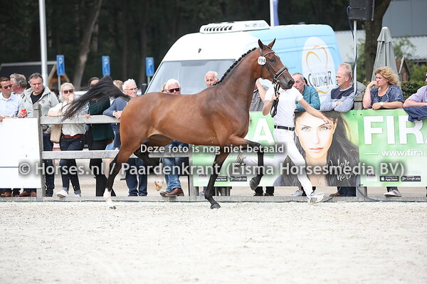 194 Lexia-A (Franklin x Carmen A v. Vivaldi)