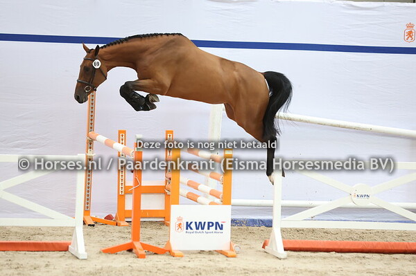 69 Eldo Roos Z (Eldorado vd Zeshoek x Anneroos v. Vancouver)