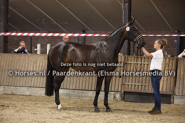 3 Silva Javobi (Spielberg x Aschmira v.Ronaldo)