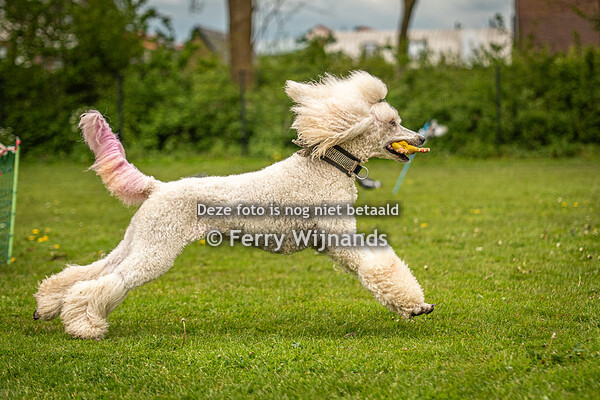 poedelclub middag groep