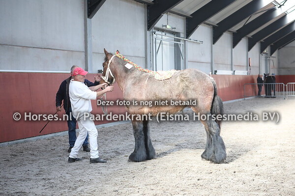 21Evelien van de Paashoef (v. Gillis van de Molenput x Marita van de paashoef)