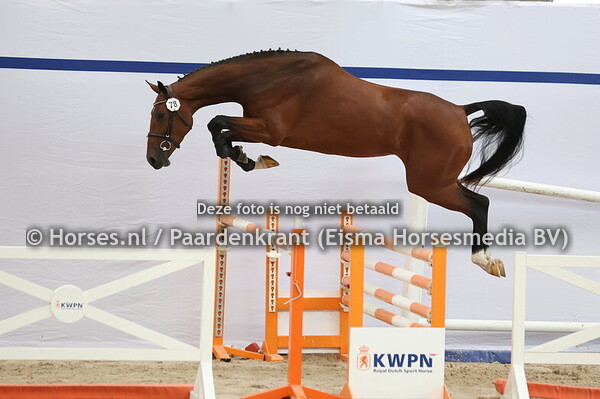 78 Serusa R (Hardrock. x Werusa v. Padinus)