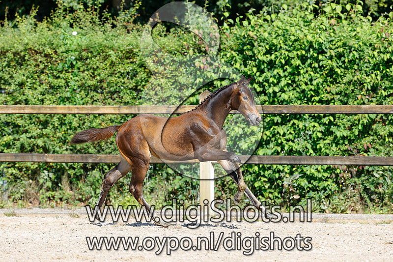 Rumor Zenzi v. Revolution