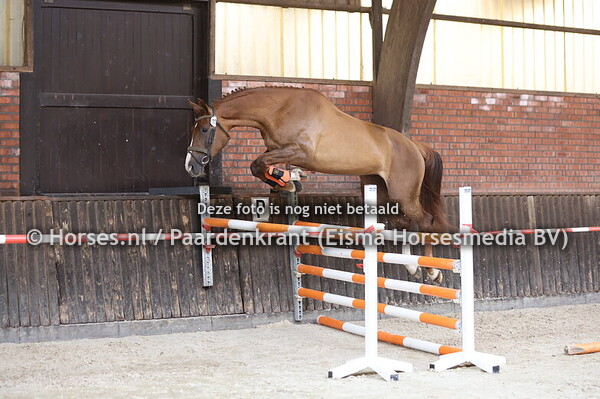 11 Rilana (Ultimo van ter Moude x Ulana v. Voltaire)