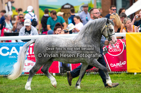 Section A Two Year Old Colts