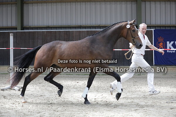 241 Mythe Prinses (Gotcha-Utopia x Feature Prinses v. Winningmood)