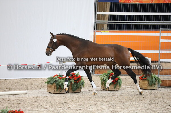 573 Vitalis x Sandro Hit