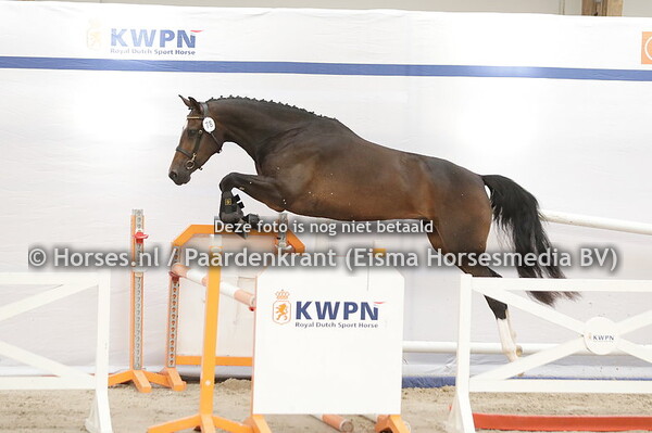 78 Prionita (Ustinov x Guanita v. Corland)