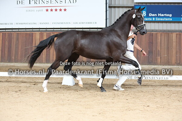5 Senna D'Orlandaise (Glamourdale x Fleur D'Orlandaise)