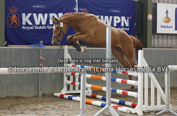 22 Rosalina (Lambada Shake AG x Calderello Z)