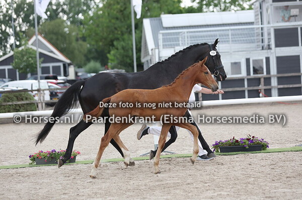 72 Volare (Extreme US x Jamaica v. Blue Hors Zack)