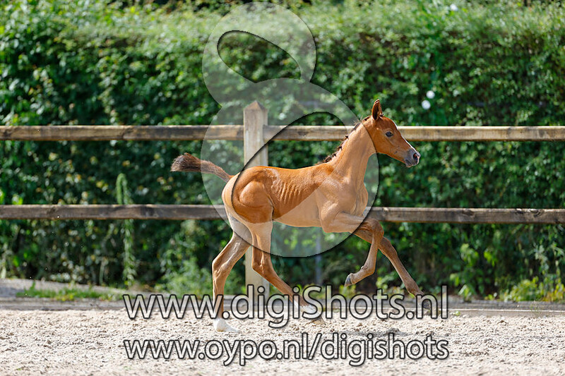 Vital vd Bisschop v. Fantomas de Muze