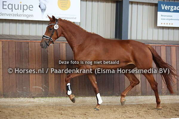 13 Sennia (Livius x Iginia v. Apache)