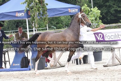 HTNCK25 3-jarige merries