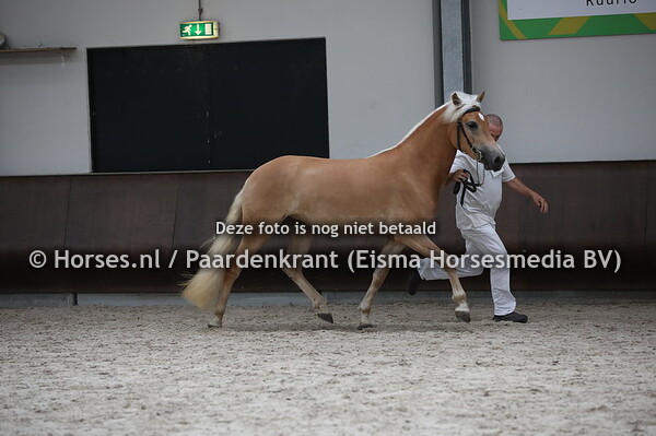 48 Hinte van de Beekenpieper (Schach x Hillary van de Beekenpieper)