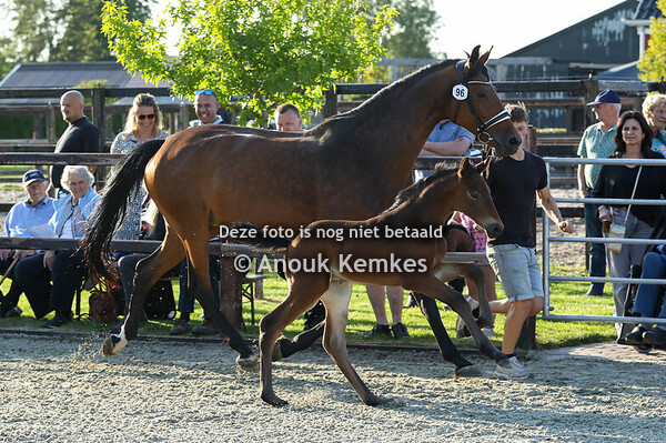 96 - Vervoorn SSF ( Ortisei x Franklin )