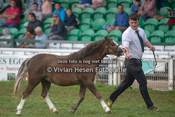 Yearling Colts Section A