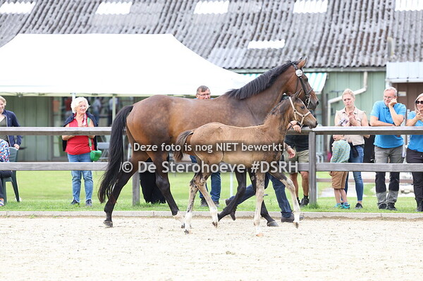 4. Dressuurveulens mannelijk 