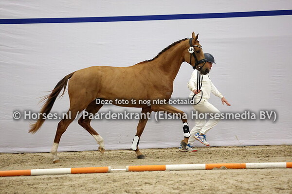 449 (McLaren x Everdale)