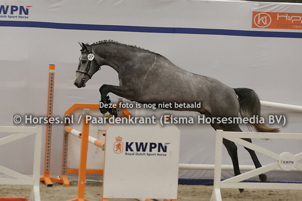 37 Raylano (Classico TN x Carismav. Caretino)