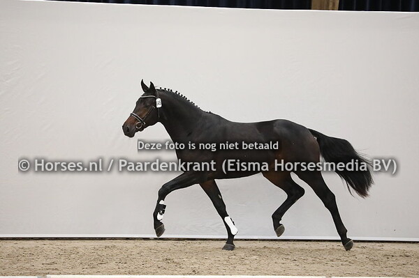 545 Rubin Royal x Oscar