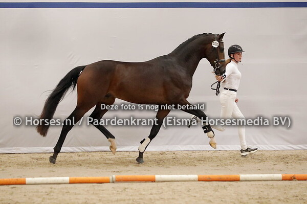 500 Racoon (Sir Donnerhall x Cendy E v, Vivaldi)