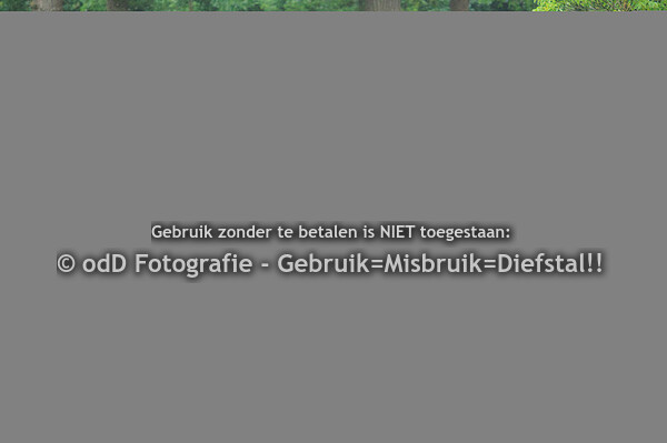 Maarsbergen Horse Trials CCI3*-S 01-07-23