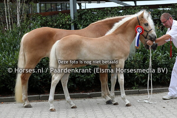 1 Allstar van de Esweide (Alpenschnee x Fiola vand e Esweide)