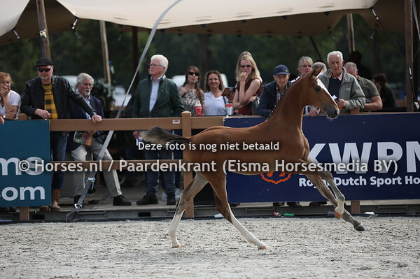 227 Ollie (Alexandro P x beginning v. Victrory)