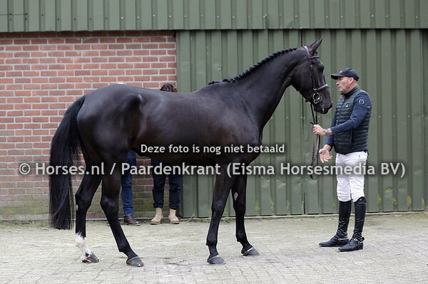 5 Oliloma (Diamant de Semilly x Doloma v. Verdi) Marcel de Boer