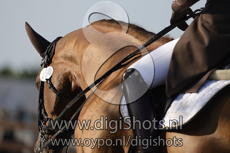 Golddream vd Kempenhoeve