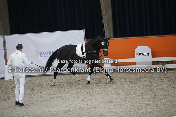 524 (Just Wimphof x Chinook)