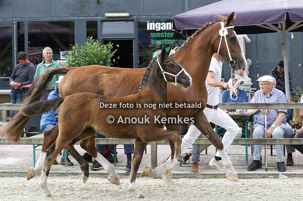 007 - UNIQUE LANTO HBC X WALDEMAR S. VAN DER VELDE, JUBBEGA