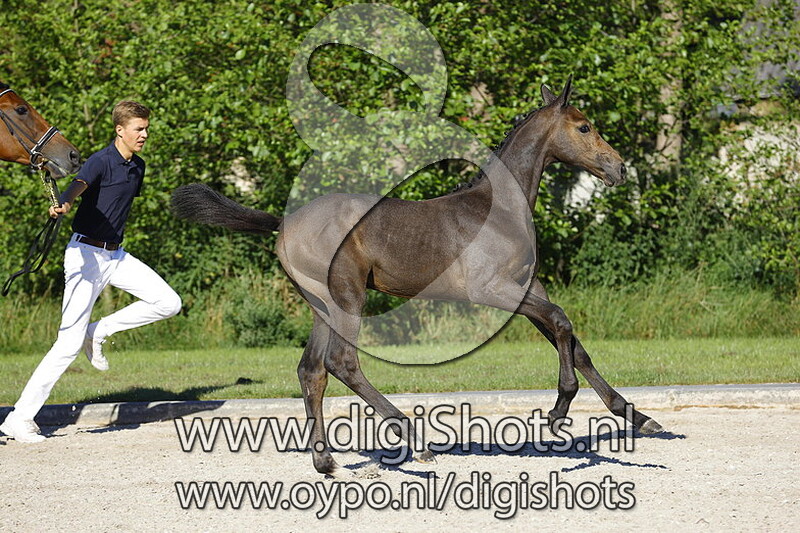 Cornet Obolensky x Cartano