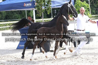 Vigemma Nicolei x Plain's Liberator