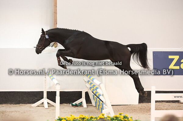 11 Wise Guy vh Keizershof (Arezzo VDL x Corrado I)