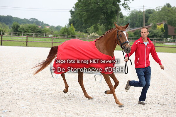 3.Merries 4j en ouder dressuur