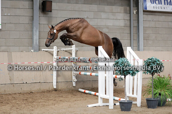 4 Olivia (High Shutterfly x Kosta v. El Clarimo) (