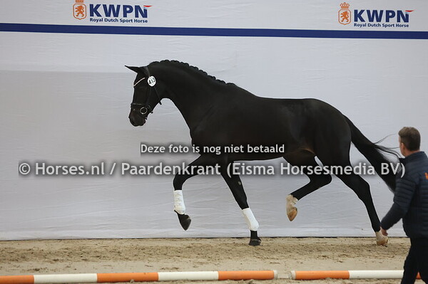 413 (Jovian x Destano)