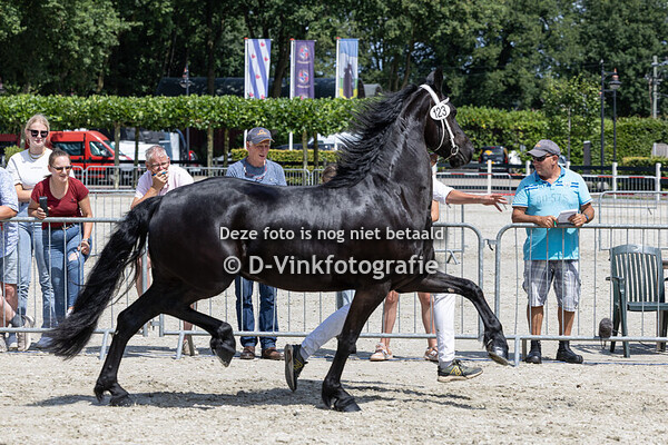 123. Viola fan Over den Graaf