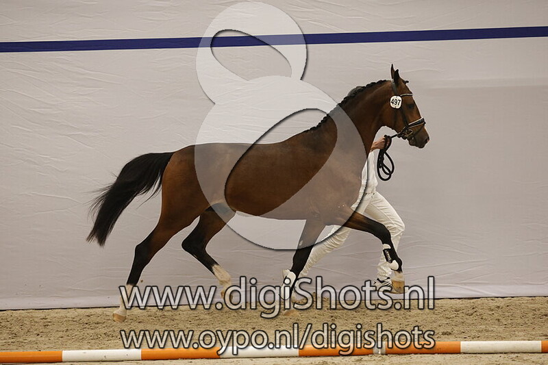 Sir Henri Courtier v. Sir Donnerhall I