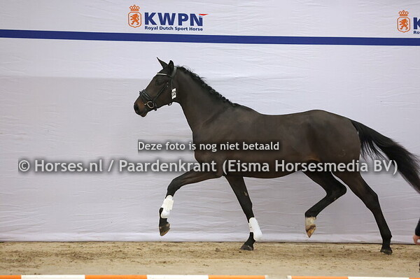 332 Dynamic Dream x Johnson)