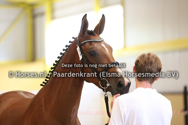 2 Sanne van Veecaten (Grandorado x Maaike v Veecaten v. Floris)