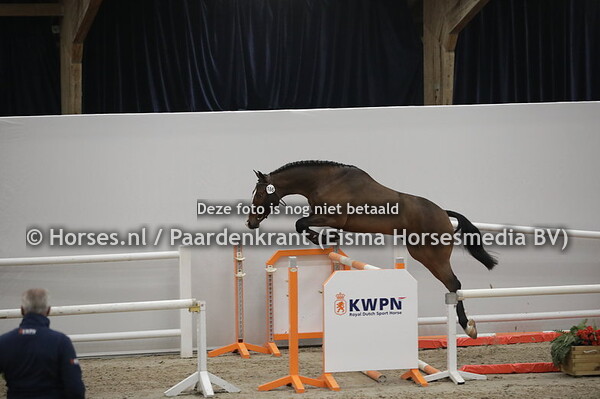 186 Negro-Amaro (Untouchable x Chablis v. Numero Uno)(1)