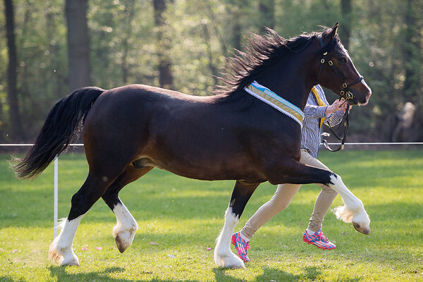 Spring Show Welsh Belgium