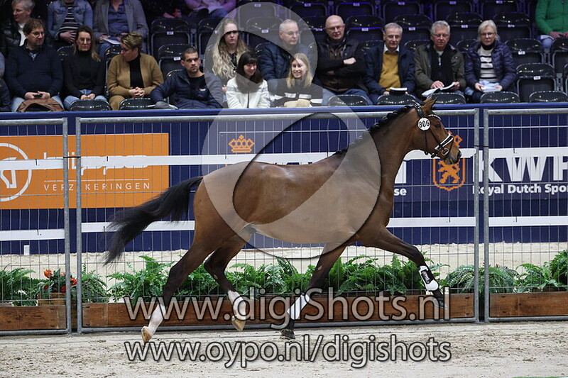 King Charles v. Rheinglanz