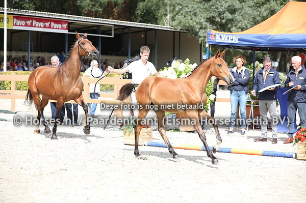 76 Olgariek (Heineken VK VDL x Frederiek v. Harley VDL)